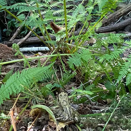 Maringotka Waldeck * Ohrazenice (Pribram)